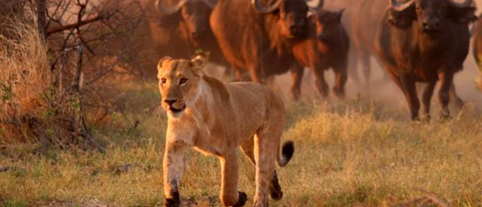Machaba Botswana Okavango Delta Gomoti Plains Camp Lion Buffalos 1 Sightings October 2017