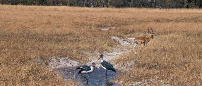 Machaba Okavango Delta Kiri Camp Impala