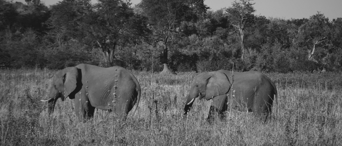Machaba Botswana Hwange Deteema Elephant May Sightings 2020
