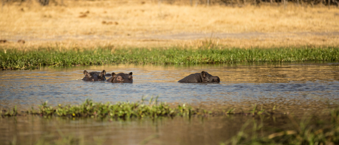 Botswana Okavango Delta Machaba Camp Sightings July 2021 Hippos
