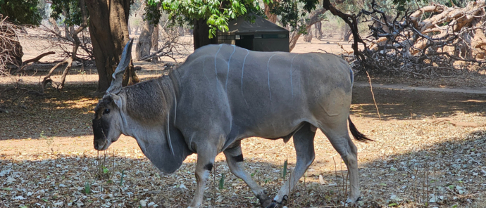 Machaba Mana River Camp Wildlife Sightings October 2025 Male Nyala At Mana Pools