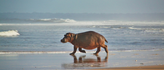 SETTE CAMAS COASTLINE SURFING HIPPO