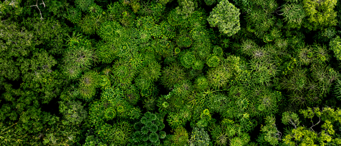 LANDSCAPE Forest Canopy Aerial