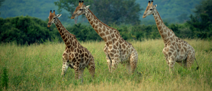 Giraffe Machaba Deteema Springs Wildlife Sightings April