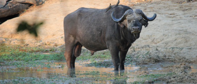 Machaba Ingwe Pan Camp Wildlife Sightings October 2025 Buffalo At Mana Pools