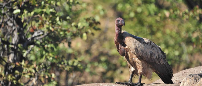 Zimbabwe Hwange Deteema Springs Sightings June 2021 Vulture