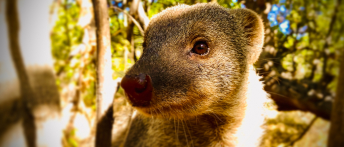 Botswana Okavango Delta Machaba Camp Sightings July 2021 Mongoose