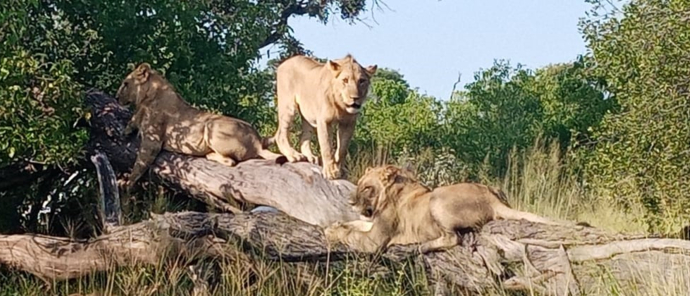Botswana Machaba Camp Lions