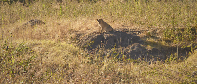 Machaba Botswana Hwange Deteema Lion May Sightings 2020