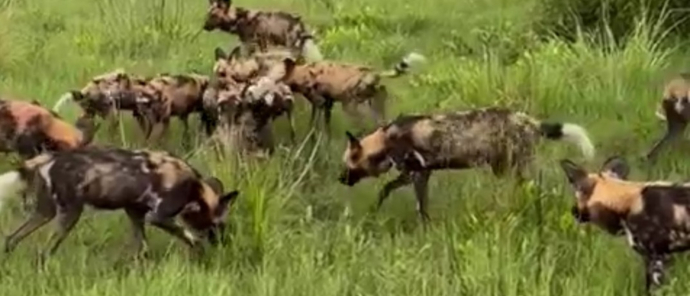 Machaba Kiri Camp Wildlife Sightings Decemberr 2025 Wild Dog Feeding Frenzy