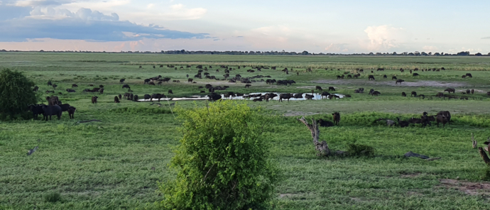 Machaba Botswana Chobe Ngoma Sighting January 2020 Buffalo
