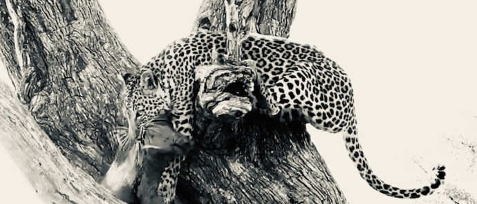 Machaba Botswana Okavango Delta Machaba Camp Sightings February 2020 Leopard