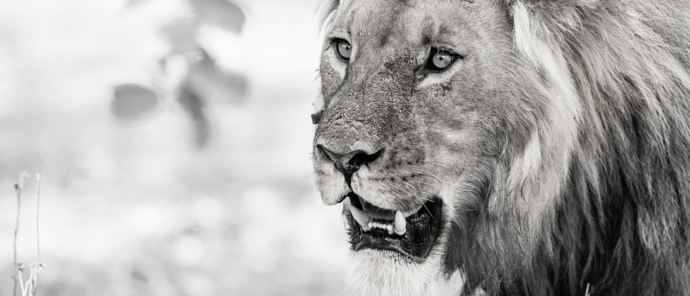 Botswana Okavango Delta Machaba Camp Sightings July 2021 Lion Body