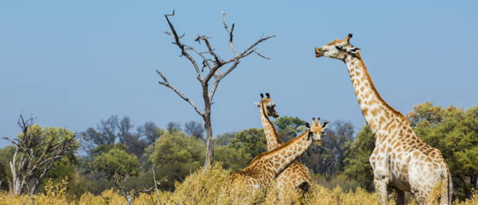Botswana   Machaba Camp   Giraffes