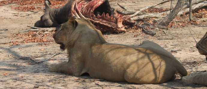 Machaba Deteema Springs Camp Wildlife Sightings October 2025 Lions Eating A Buffalo
