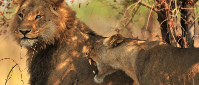 Machaba Safaris Zimbabwe Hwange Deteema Springs Sightings Lion Lioness