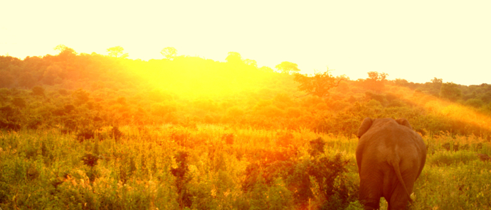 Machaba Deteema Springs Wildlife Sightings April 6