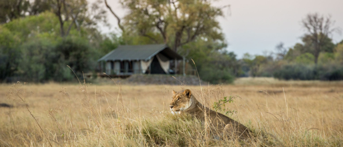 Machaba Guide Feature Lion