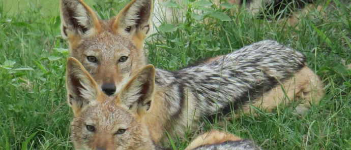 Botswana Gomoti Camp Jackal