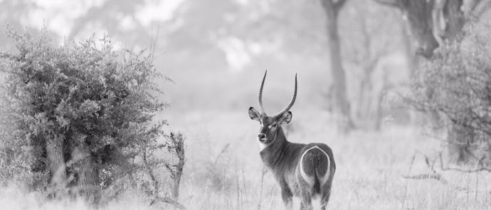 Botswana Machaba Camp Sightings September 2021 Waterbuck