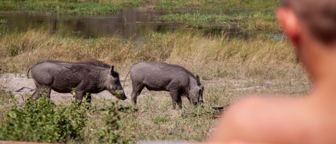 Botswana Machaba Camp Sightings September 2021 Warthogs Close To Camp