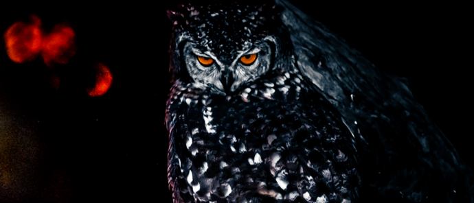 Botswana Gomoti Camp Owl