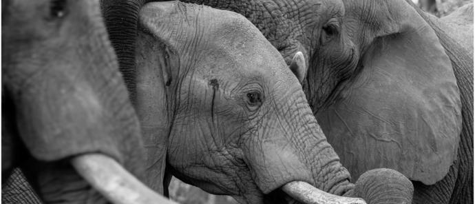 Machaba Botswana Okavango Delta Machaba Camp Elephant May Sightings 2020