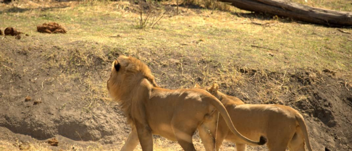 Machaba Zimbabwe Hwange Deteema August Sightings 2020 Lionss