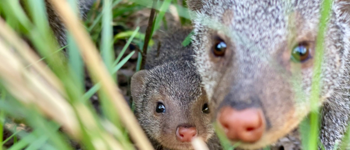 Machaba Camp Nov 2021 Mongoose