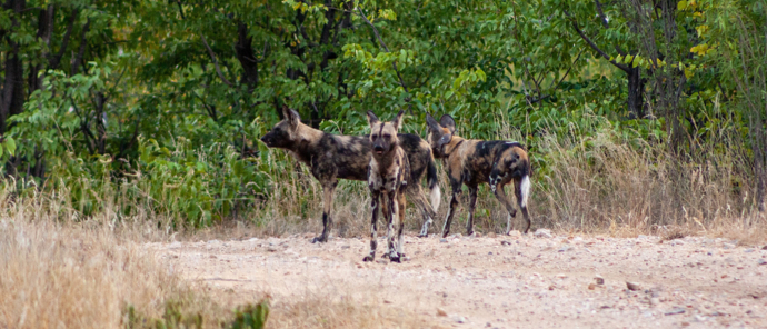 Botswana   Okavango Delta   Machaba Camp   November Sightings   Wild Dogs