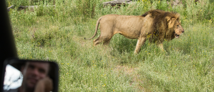 Machaba Safaris   Botswana   Okavango   Gomoti Plains   April   2022   Lion Game Drive