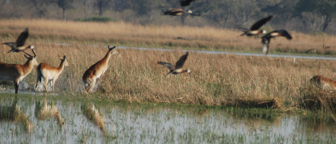 Machaba Botswana Okavango Delta Machaba Camp Antilops Birds