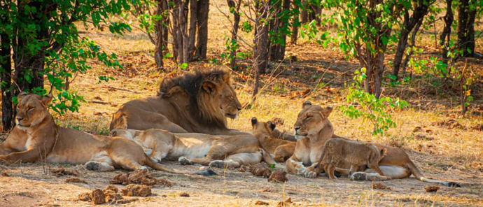Zimbabwe Hwange National Park Deteema Springs Camp Wildlife Sightings November 2020 Lion Family Lying Down