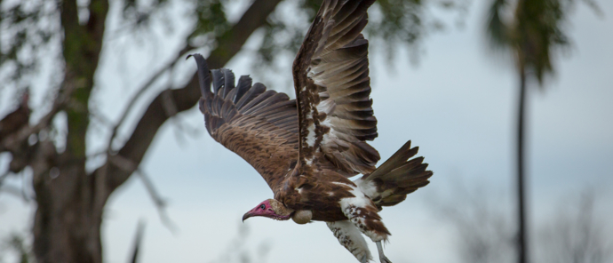 Botswana   Okavango Delta   Gomoti Plains   August Sightings 2021   Vulture