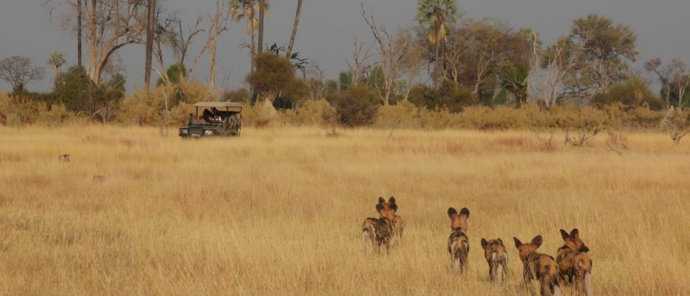 Botswana Gomoti Plains Wild Dogs