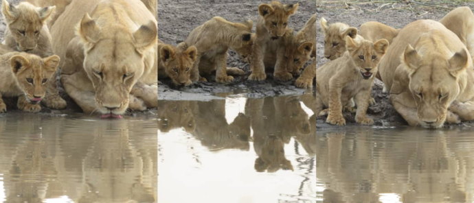 Botswana Okavango Delta Gomoti Plains Lions Drinking
