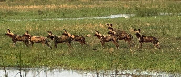 Machaba Kiri Camp Wildlife Sightings October 2025  African Wild Dog Sighting