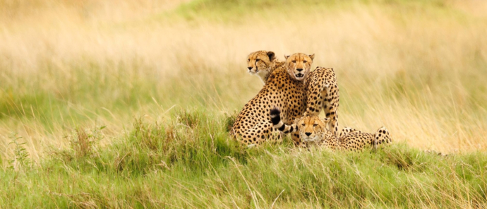 Machaba Kiri Camp Wildlife Sightings Decemberr 2025 Cheetah Trio