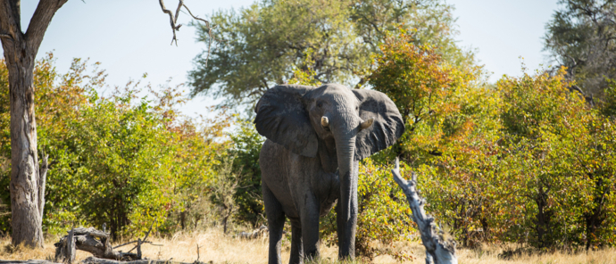 Machaba Camp   Botswana   Wildlife Stories   May 2022   Elephant Drinks At Waterhole
