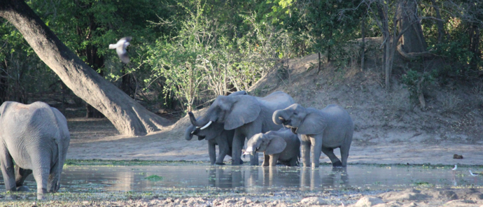 Machaba Ingwe Pan Camp Wildlife Sightings October 2025 Elephants At Mana Pools