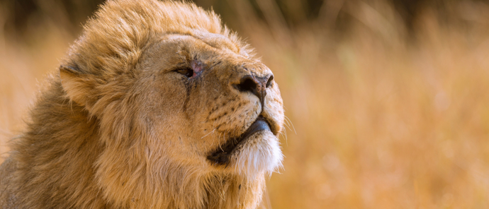 Botswana Machaba Camp Sightings September 2021 Lion
