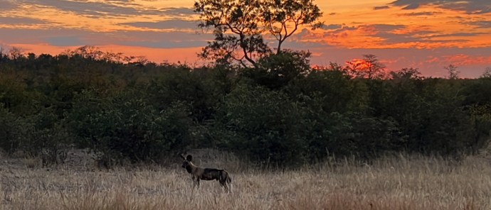Machaba Safaris Zimbabwe Deteema Stories Wild Dog With Sunset