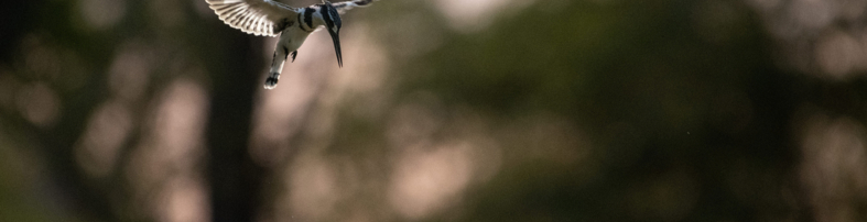 Machaba Zimbabwe Ingwe Experiences Birding Pied Kingfisher