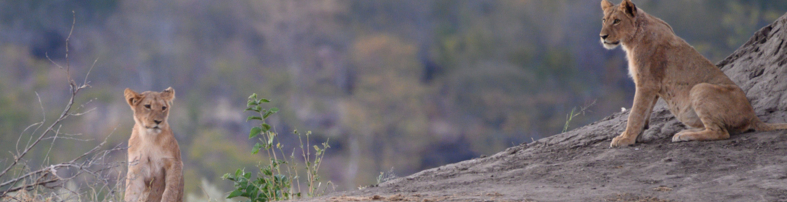 Machaba Zimbabwe Deteema Experiences Wildlife Safari Drive Lion Cubs