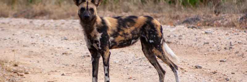 Machaba Deteema Experience Safari Mvr 011