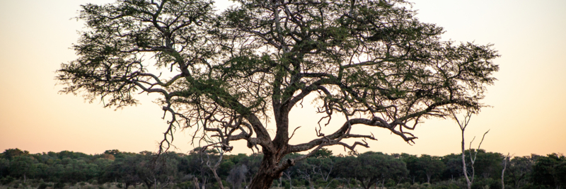 Machaba Verneys Experience Safari Mvr 004