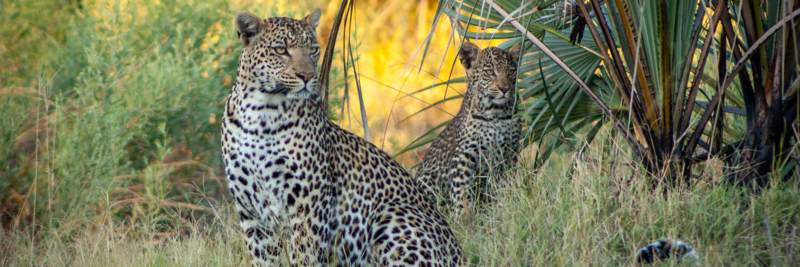 Web Machaba Safaris Secret Season Wildlife Leopard And Cub