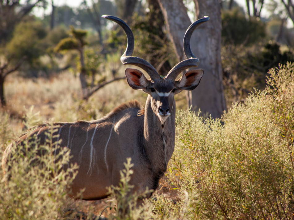 Machaba Gomoti Experience Safari Mvr 044