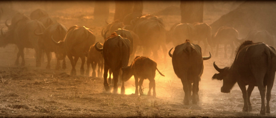 Mana River Camp Blog Buffalo