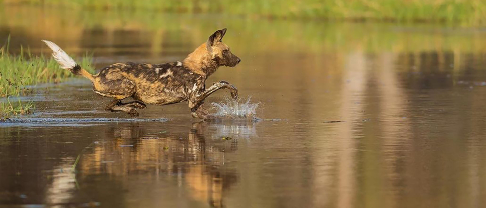 Botswana Okavango Delta Machaba Camp Sightings May 2021 Wild Dog